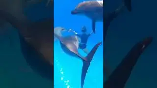 Dolphin swim in Antalya🇹🇷 #turkey #antalya #travel #dolphin #dolphinswimming #adventure