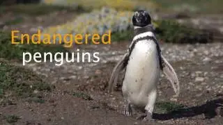 The Most Endangered Penguins