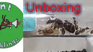 unboxing camponotus Irritans