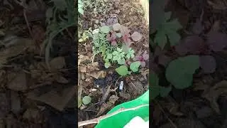 How to grow thulasi, holy basil, healthy and bushy growing tips