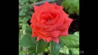 Orange Rose#flowergardentour #rosecaring #flower #gardenflower #rose