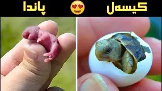 ڕاستەوخۆ دوای لە دایک بونیان 😳 بێ گومان سەرسامت دەکات ..!! بزانە چۆن لە دایک دەبن