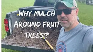 Why Mulch Around Fruit Trees?