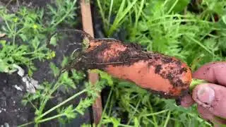 Harvesting carrots in my root trainers