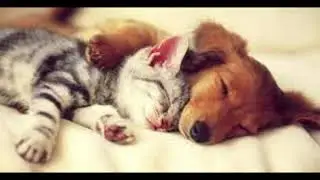 Dreaming Animals