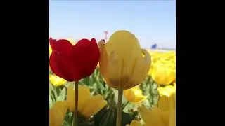 Ejem: Nurmemet Tursun