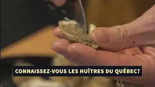 Connaissez-vous les hu&icirc;tres du Qu&eacute;bec?