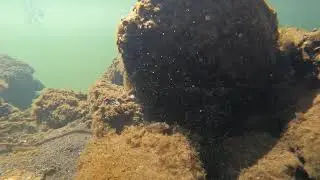 [GoPro HERO7]水中をビデオ撮影(その2)