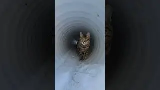 Курильский бобтейл #курильскийбобтейл #kurilianbobteil #cat #kitten