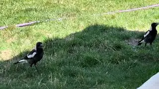 Singing Magpies 