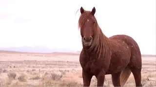 Wild Lands Wild Horses - Official Trailer 1