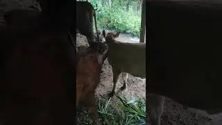 The cute behavior of these two cute calves 🐮🐮😁