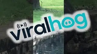 Snapping Turtle Climbs Out Of Pond || ViralHog