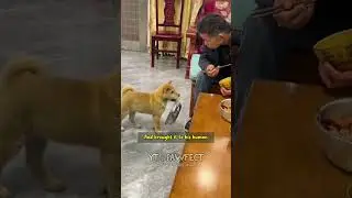 Loyal Dog Waits Patiently While Mom Feeds Her Babies 🐶❤️