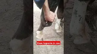 Carpal hygroma in cow|knee hygroma| cow hygroma| #veterinarystudy #vet #cow #animals #shorts #viral