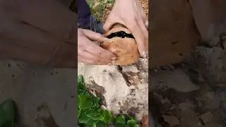 TREASURE HUNTER #gold #adventer #metaldetector #nature #satisfying #shorts
