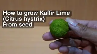 HOW TO GROW KAFFIR LIME CITRUS HYSTRIX FROM SEED