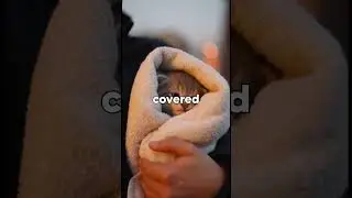 Form Silence To Safety #animalrescue #heartwarming #kindnessmatters #kittenrescue #shorts