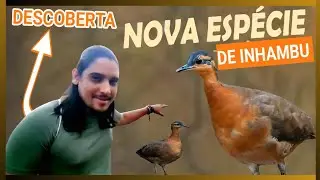 NOVA ESP&Eacute;CIE DE INHAMBU &Eacute; DESCOBERTA: SURURINA-DA-SERRA, UM SEGREDO OCULTO NAS MONTANHAS DO BRASIL!