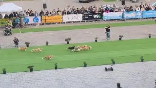 Corgi Race 2025
