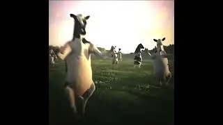 The cow is a icon