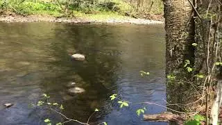 Log Cabin on Mad River in Camden NY 1731 Manley-Taylor Road 150 acres