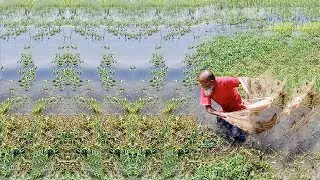 Vest Fishing Video in Village - Village Old Fisherman Net Fishing Video - Fishing Net Video
