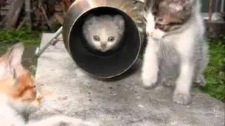 Funny Animals Pictures