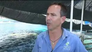 Shark gives birth without mating in world first