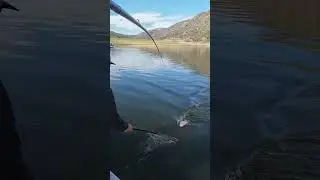 San Diego Bass Fishing Shad Spawn