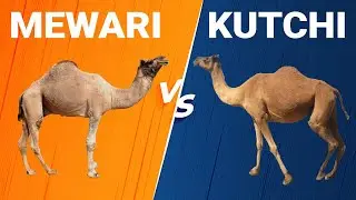 Mewari vs Kutchi Camel