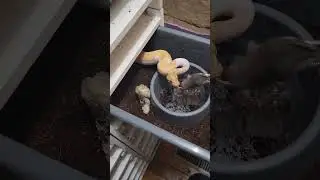 Feeding a young banana pied ball python. #ballpythonmorph #olympusreptiles