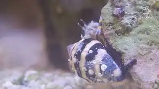 Bumblebee snail & bumblebee shrimp