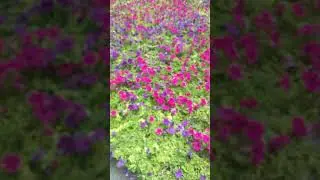 View of a carpet of flowers (Times Square, New York City)