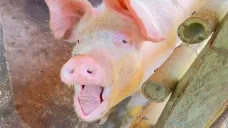 The First 2 Province Piggies go to Market