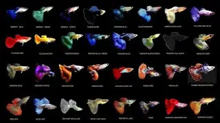 #Guppy  Beautiful guppies and their name