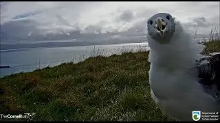 Royal Cam Albatross ~ Incredible Wingercising &  Big Hops In The Rain! Photobombing The Cam 8.13.20