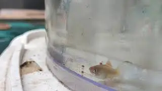 Guppy and platy/swordtail fish Cross breed.
