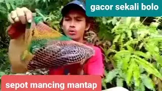 Pancen gacor lur mancing di sepot langja #mancing 