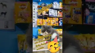 sabse sasta top quality 💥💥 kitten for sale in Mumbai #shorts #viral #trending#song#dance #ytshorts