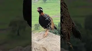 Black Francolin Voice | #kalateetar #teetarawaz #partridges