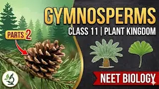 Plant kingdom class 11 one shot | Gymnosperm part 2 | Gymnosperm plant kingdom class 11 biology NEET