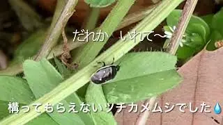 4月ミツボシツチカメムシはこうやって会話してました！
