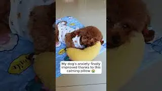 Cozy Comfort: The Ultimate Pet Calming Pillow Solution! 🐾😌