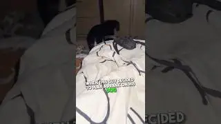 Owner Pranks Dog With Spider 🕷️😂