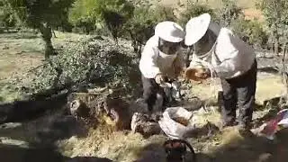 Siirt Pervari karasungur Köyü beruk  orijinal balı