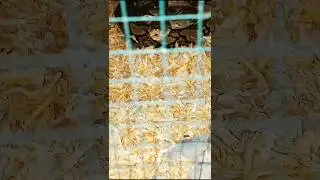 PlotTwist Akhir Video Disangka Saingan Random Retic Brongersmai Ball Python Tikus Mencit KJRHomepets
