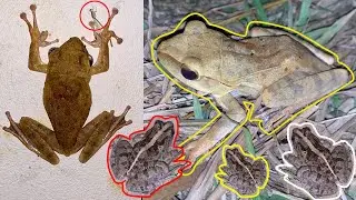 Catching funny frogs | Tree frogs, toad frog, rain frog, fat frog #shorts Thort Funny Frogs