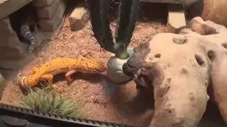 Bourse aux reptiles d'escaudoeuvres