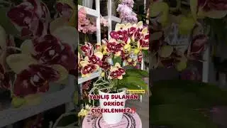 YANLIŞ SULANAN ORKİDE &Ccedil;İ&Ccedil;EKLENMEZ!! #flowers #orkide #orkidebakımı #orchid #orchids #&ccedil;i&ccedil;ek #sulama